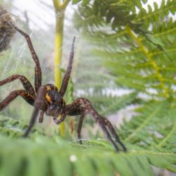 Alternative view of LAOWA 24mm F14 Probe lens for Sony E - Chính hãng