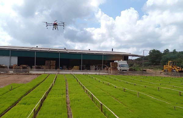 Hợp tác xã Hải Lăng , Quảng Trị phun thuốc trừ sâu bằng drone (Ảnh Infonet)