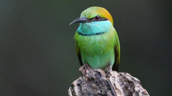 Sony A6700 + Lens 16-50mm f/3.5-5.6 II