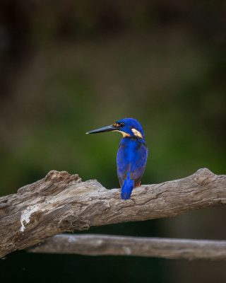 Cách chụp ảnh các loài chim