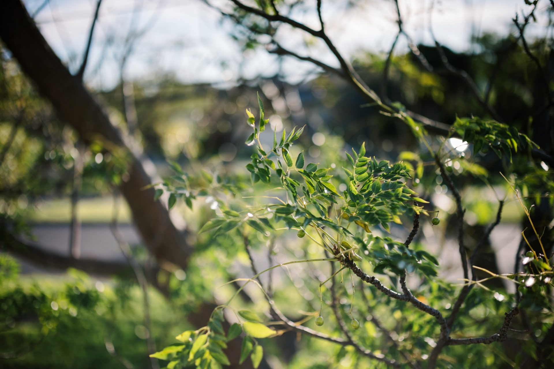 ra mắt thypoch simera 50mm f/1.4 m