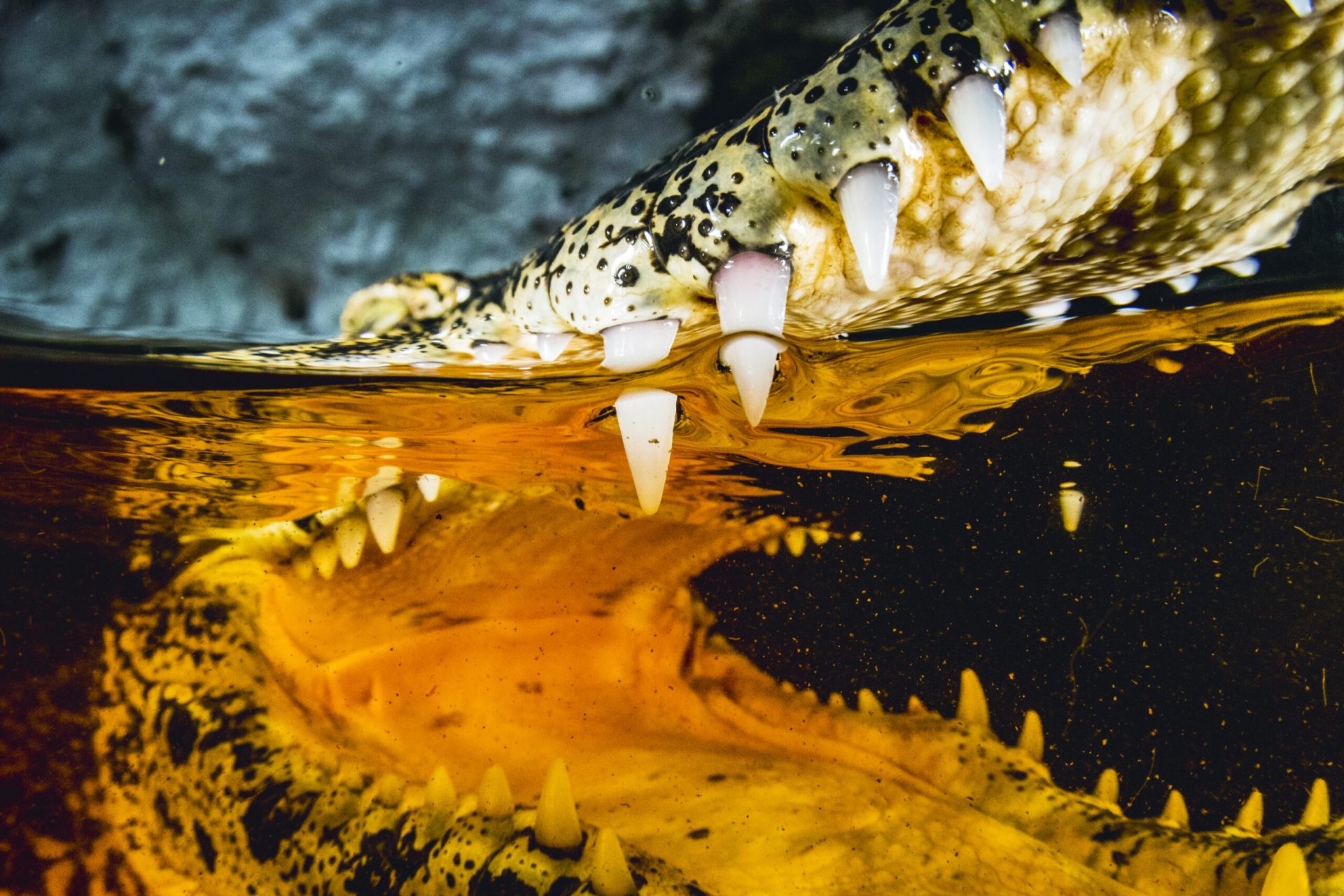 ocean photographer of the year 2024