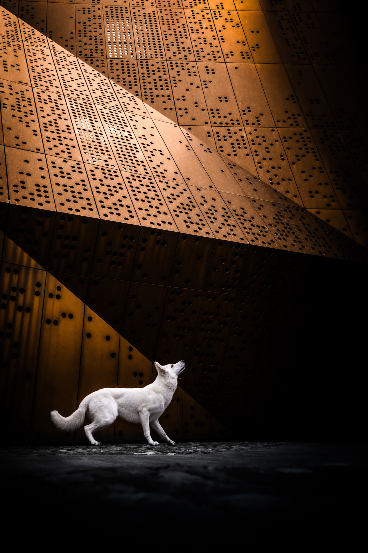 2024 Dog Photography Awards