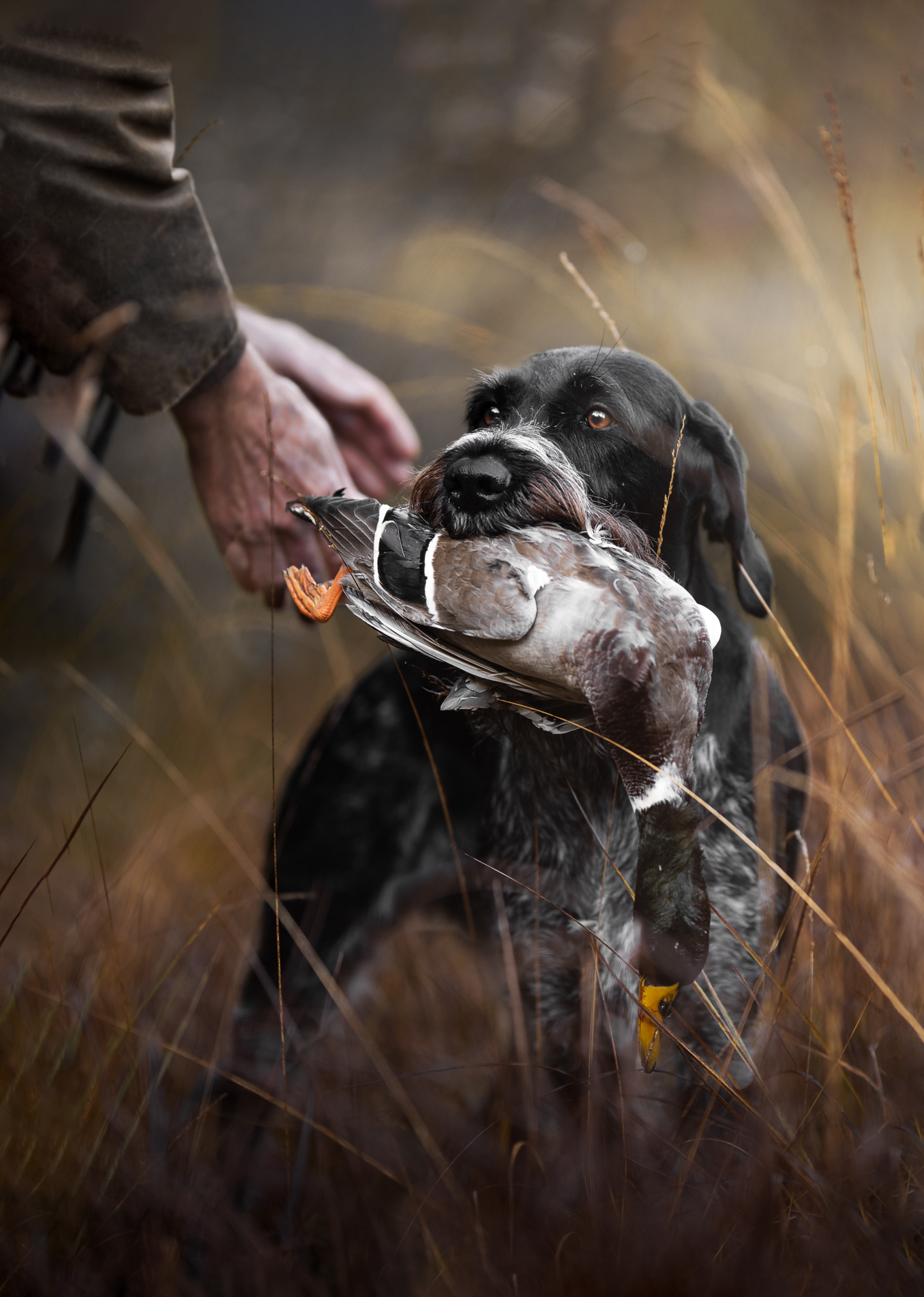 2024 Dog Photography Awards