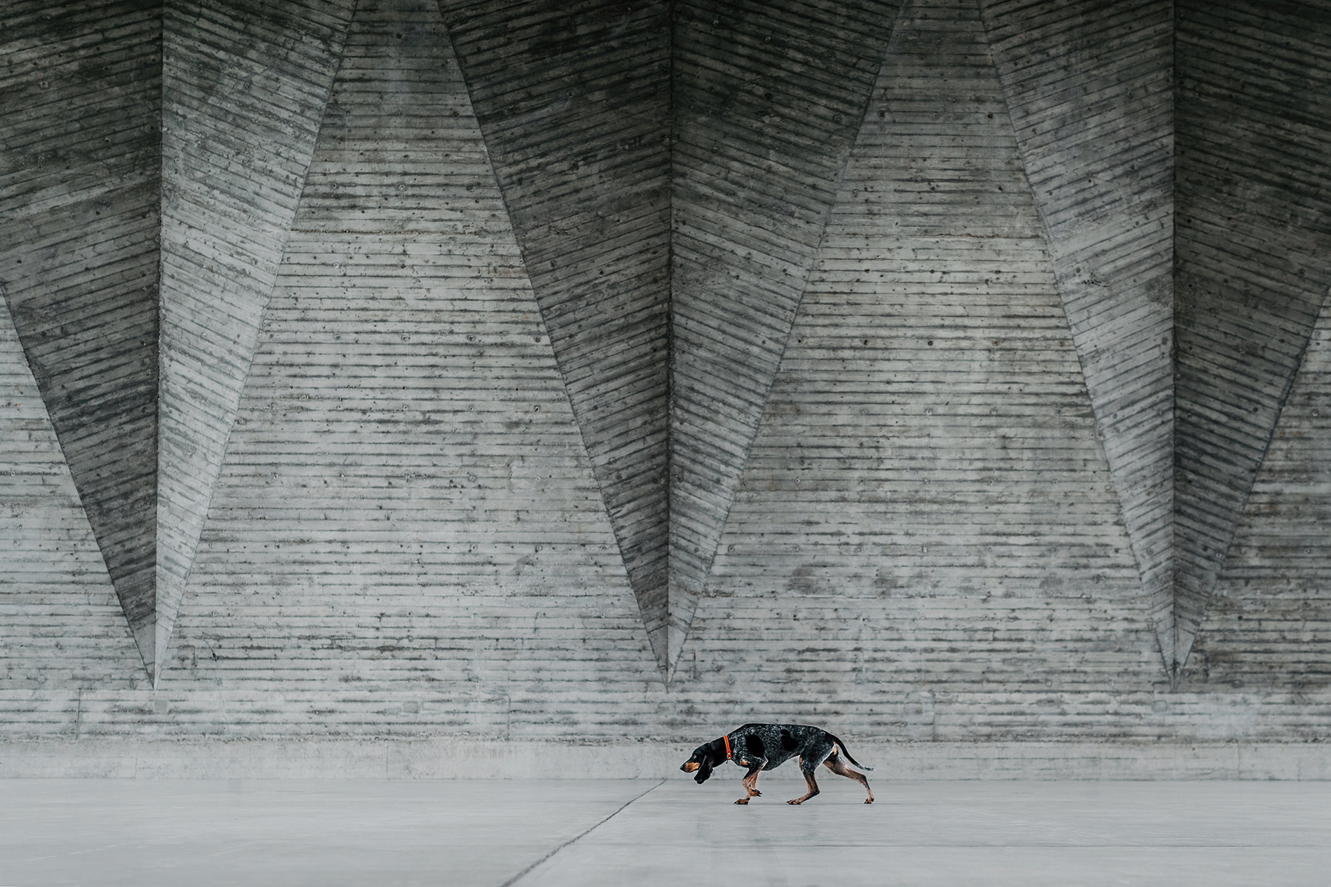 2024 Dog Photography Awards