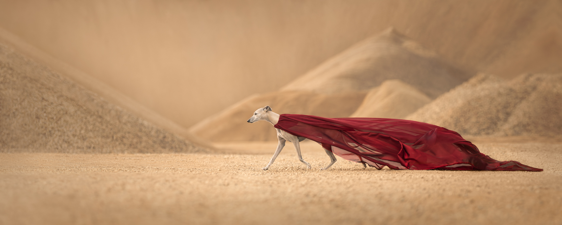 2024 Dog Photography Awards