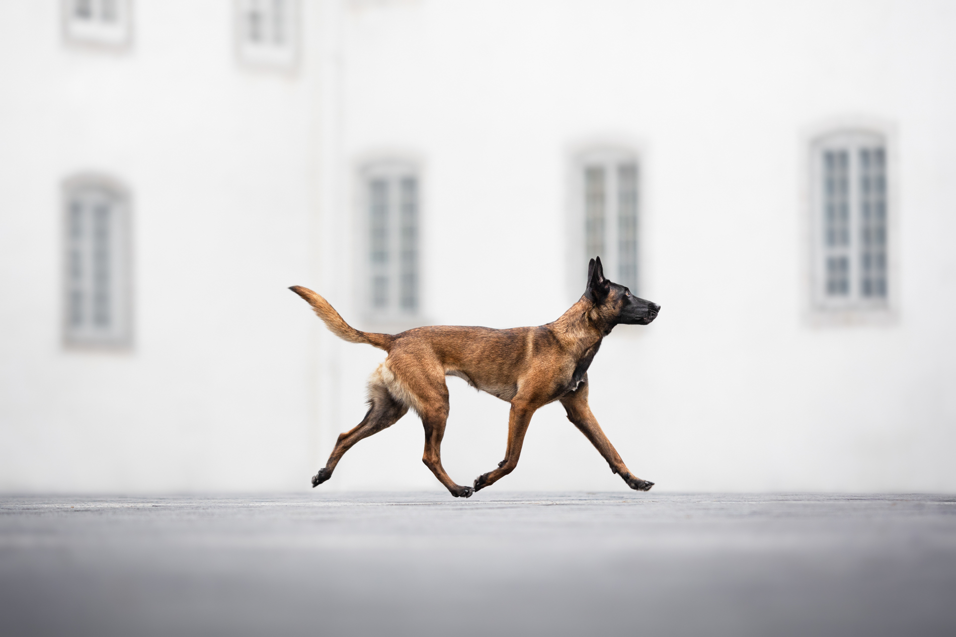 2024 Dog Photography Awards