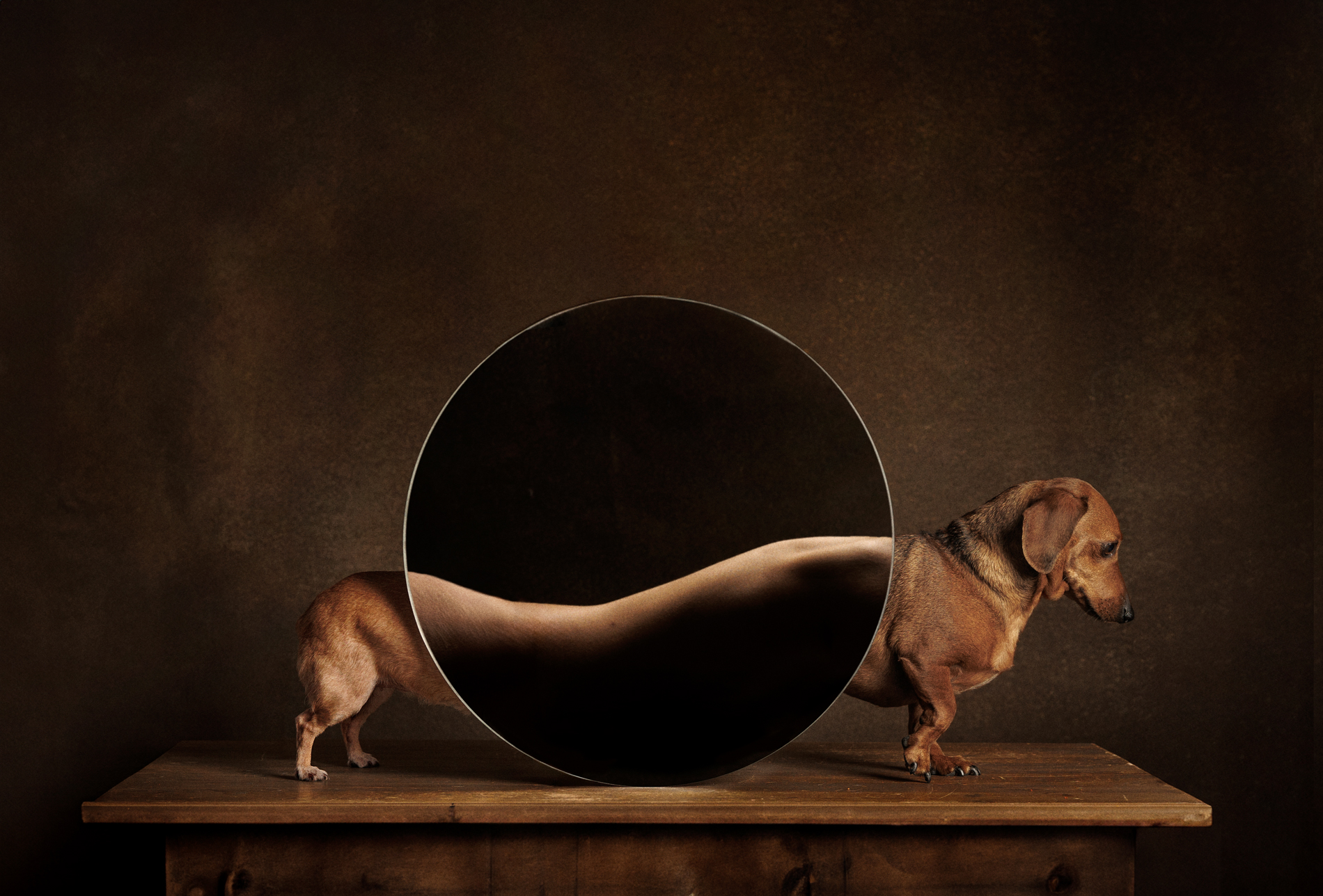 2024 Dog Photography Awards