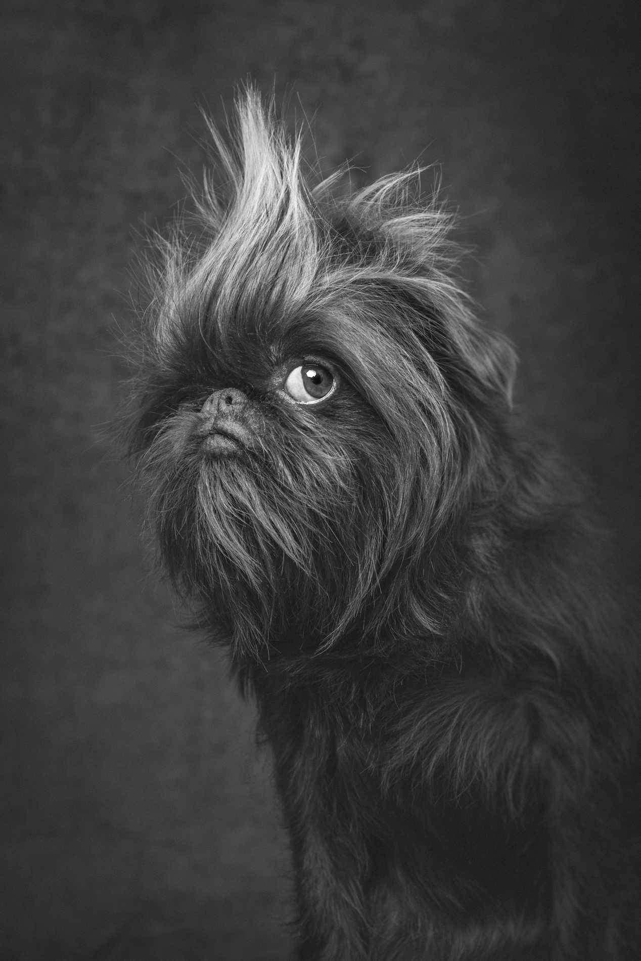 2024 Dog Photography Awards