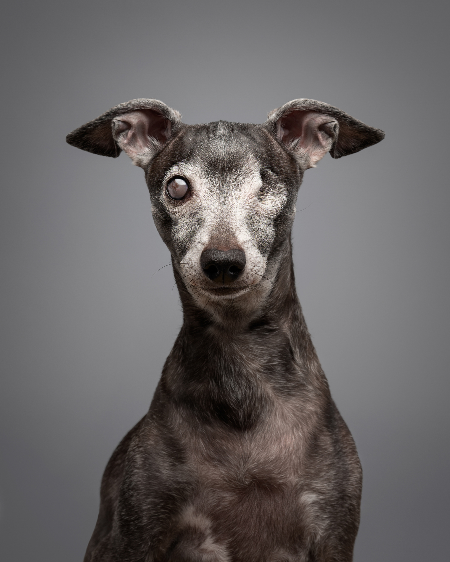 2024 Dog Photography Awards