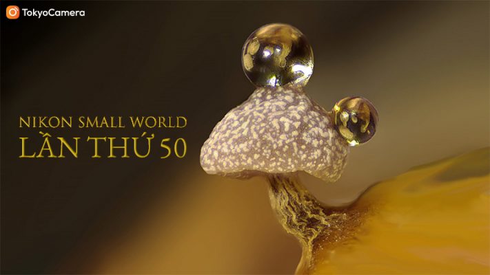 Nikon Small World Lần Thứ 50