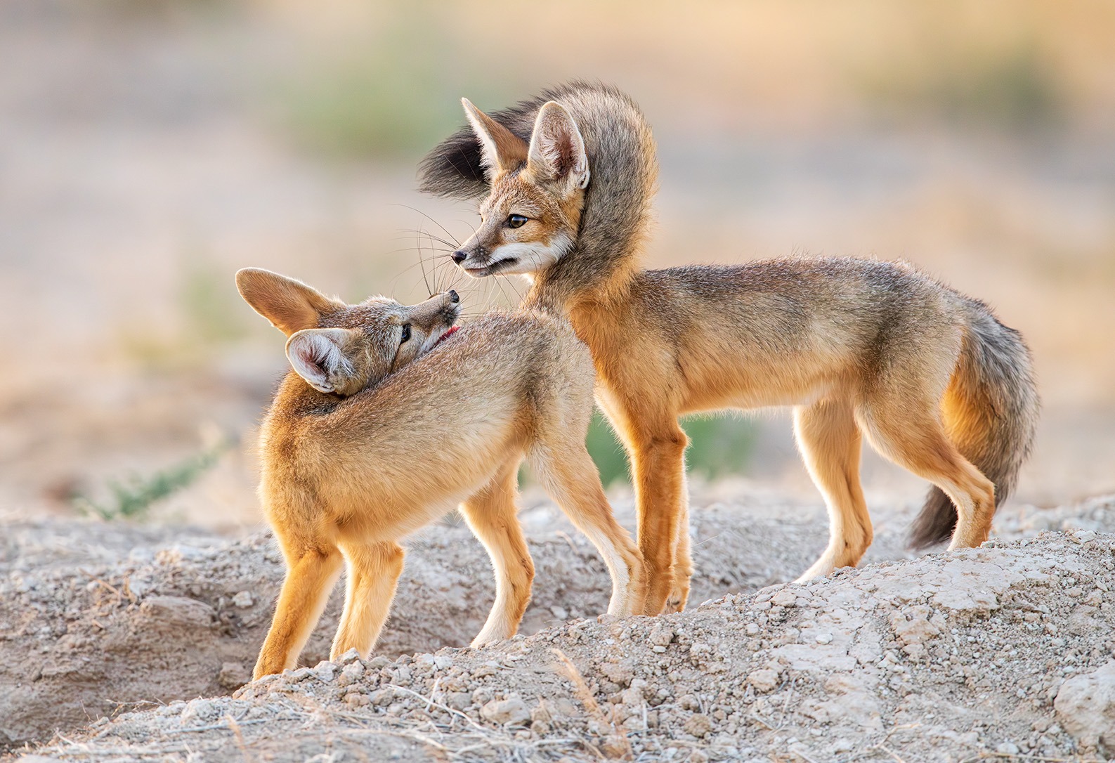 Nature’s Best Photography Awards 2024