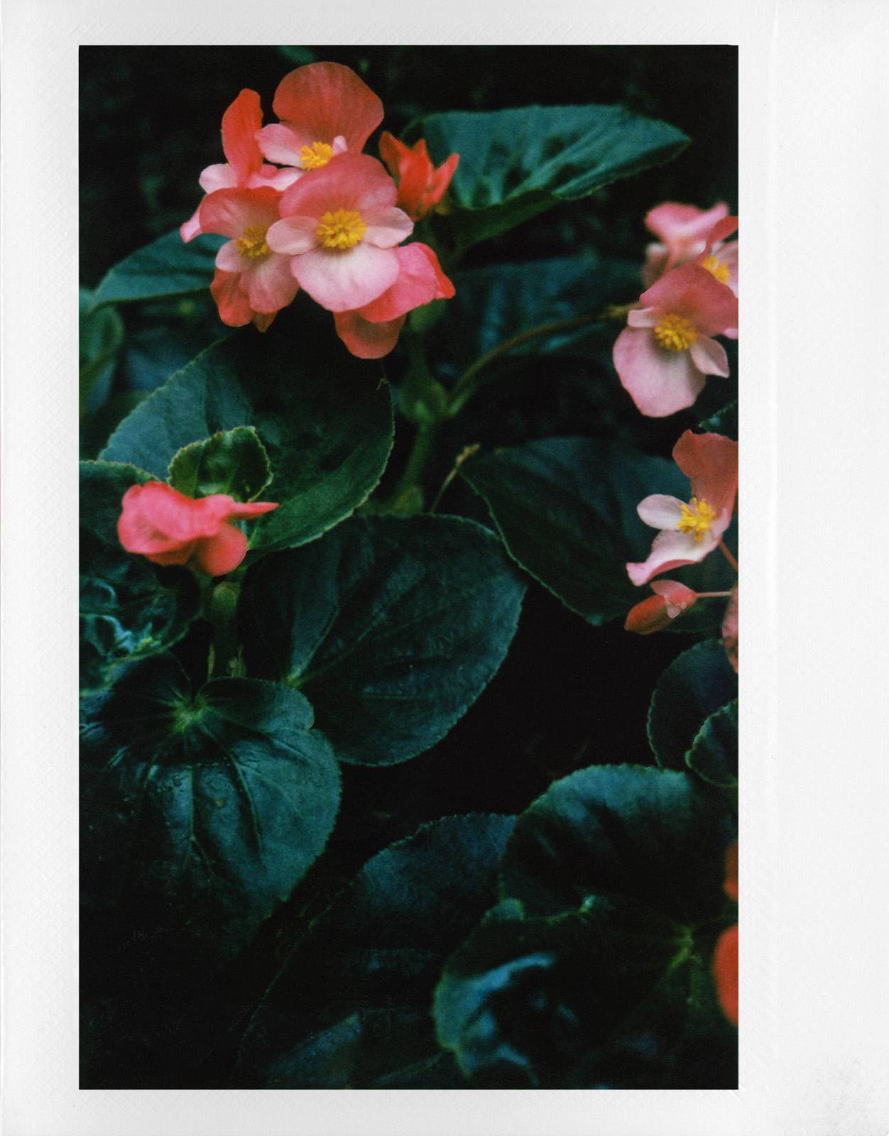 Máy Ảnh Lomo'Instant Wide Glass