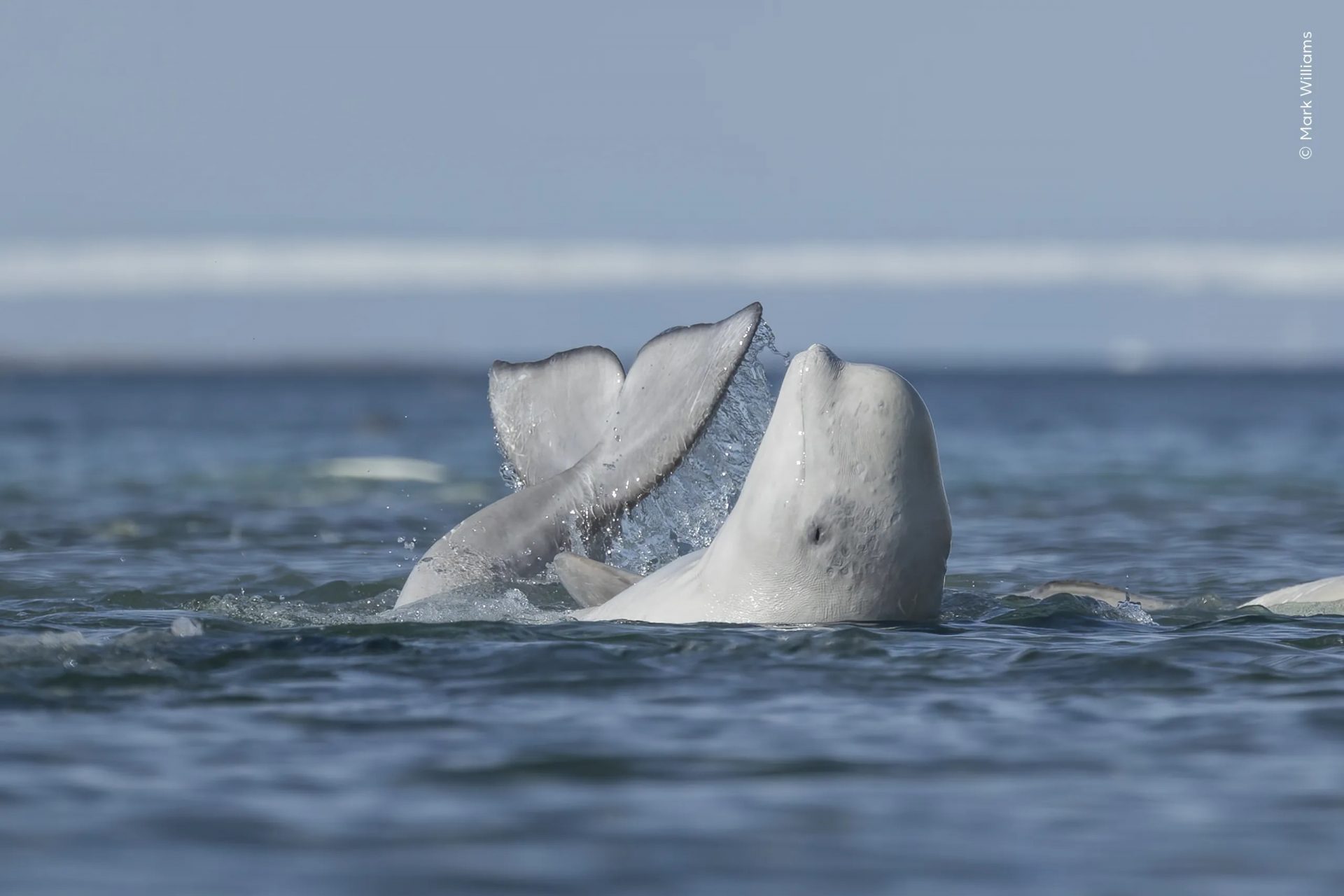 Wildlife Photographer of the Year People’s Choice Award