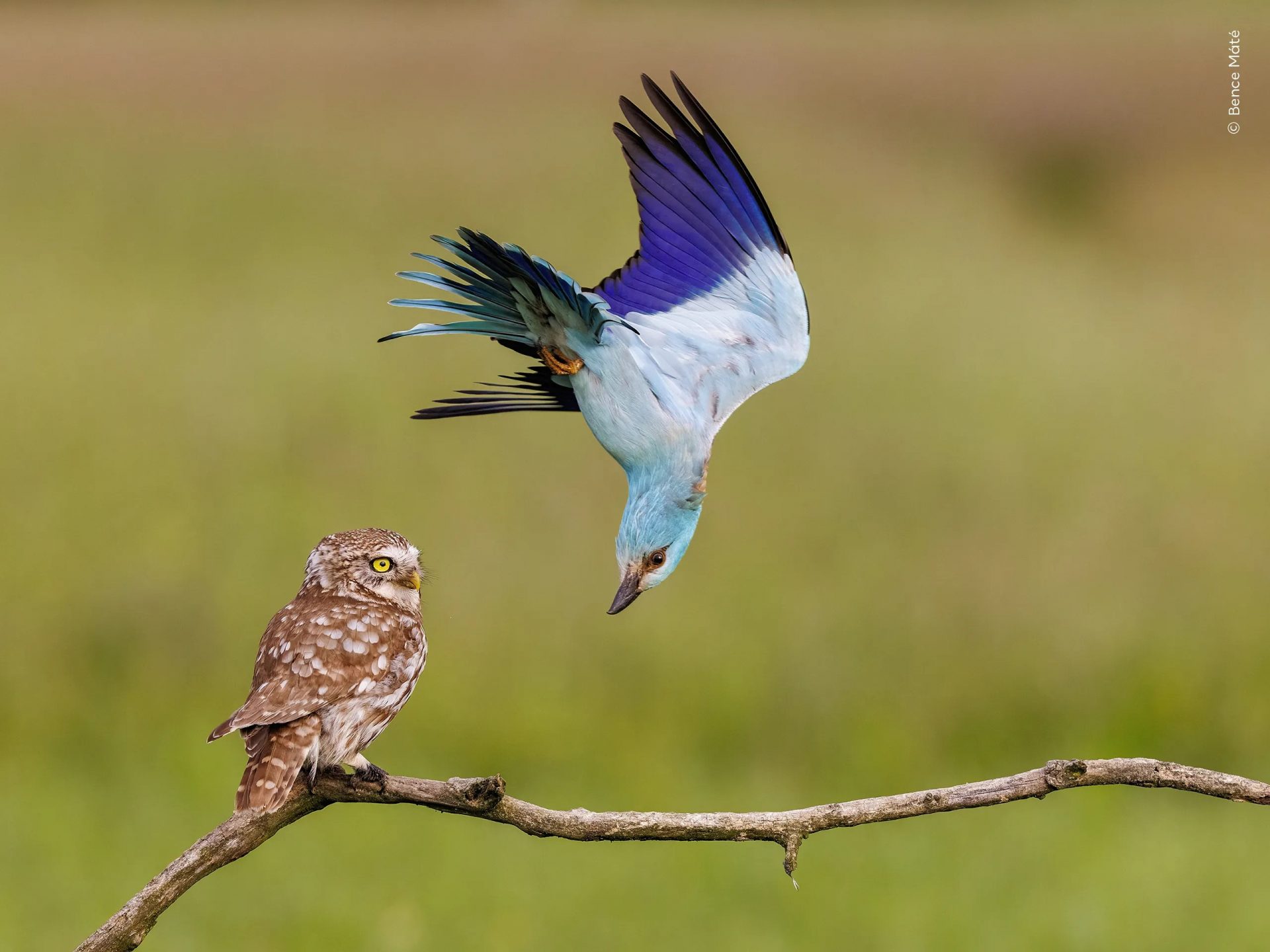 Wildlife Photographer of the Year People’s Choice Award