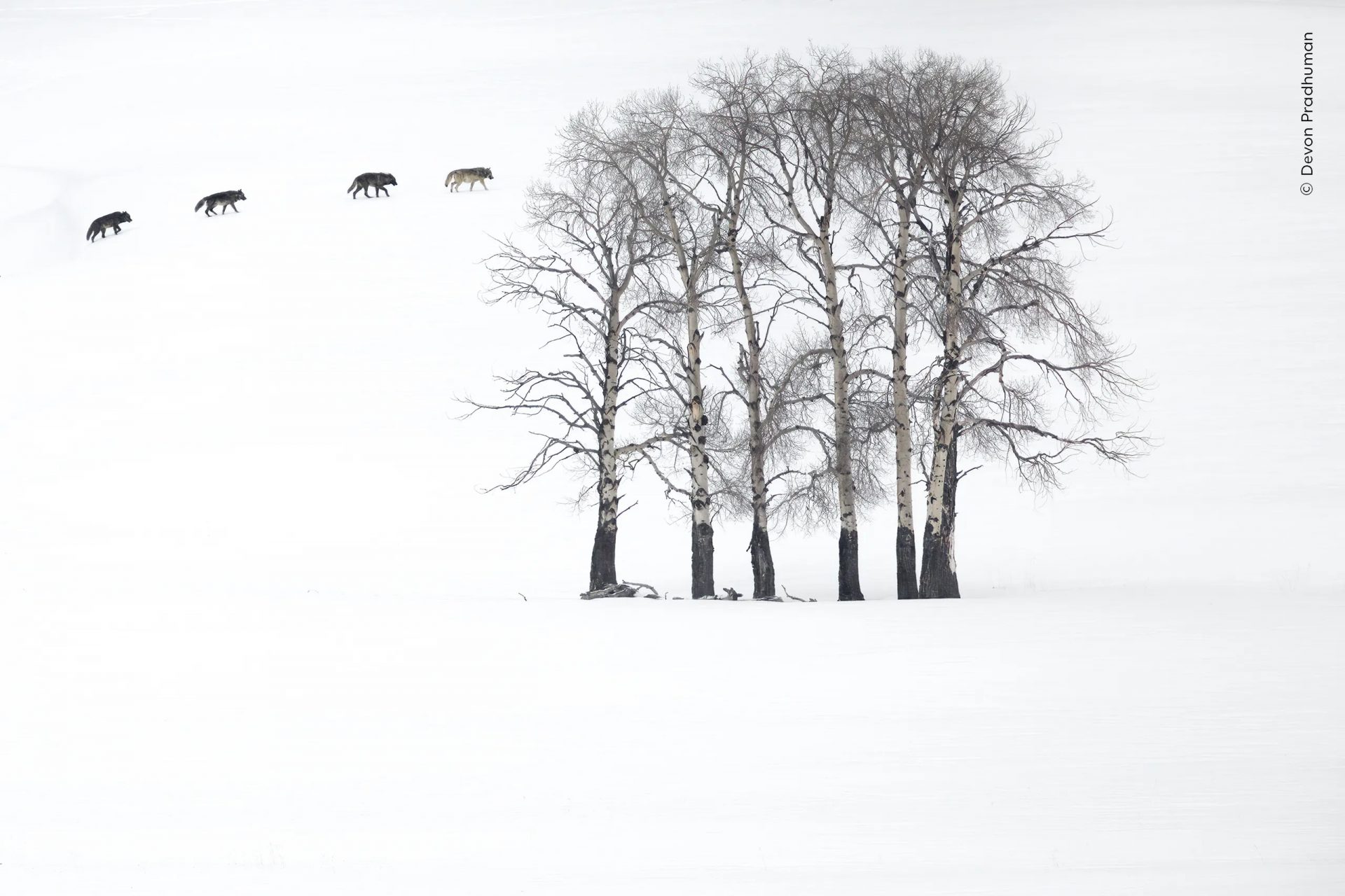 Wildlife Photographer of the Year People’s Choice Award