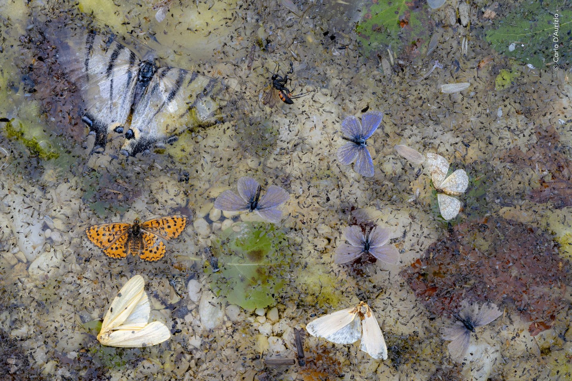 Wildlife Photographer of the Year People’s Choice Award