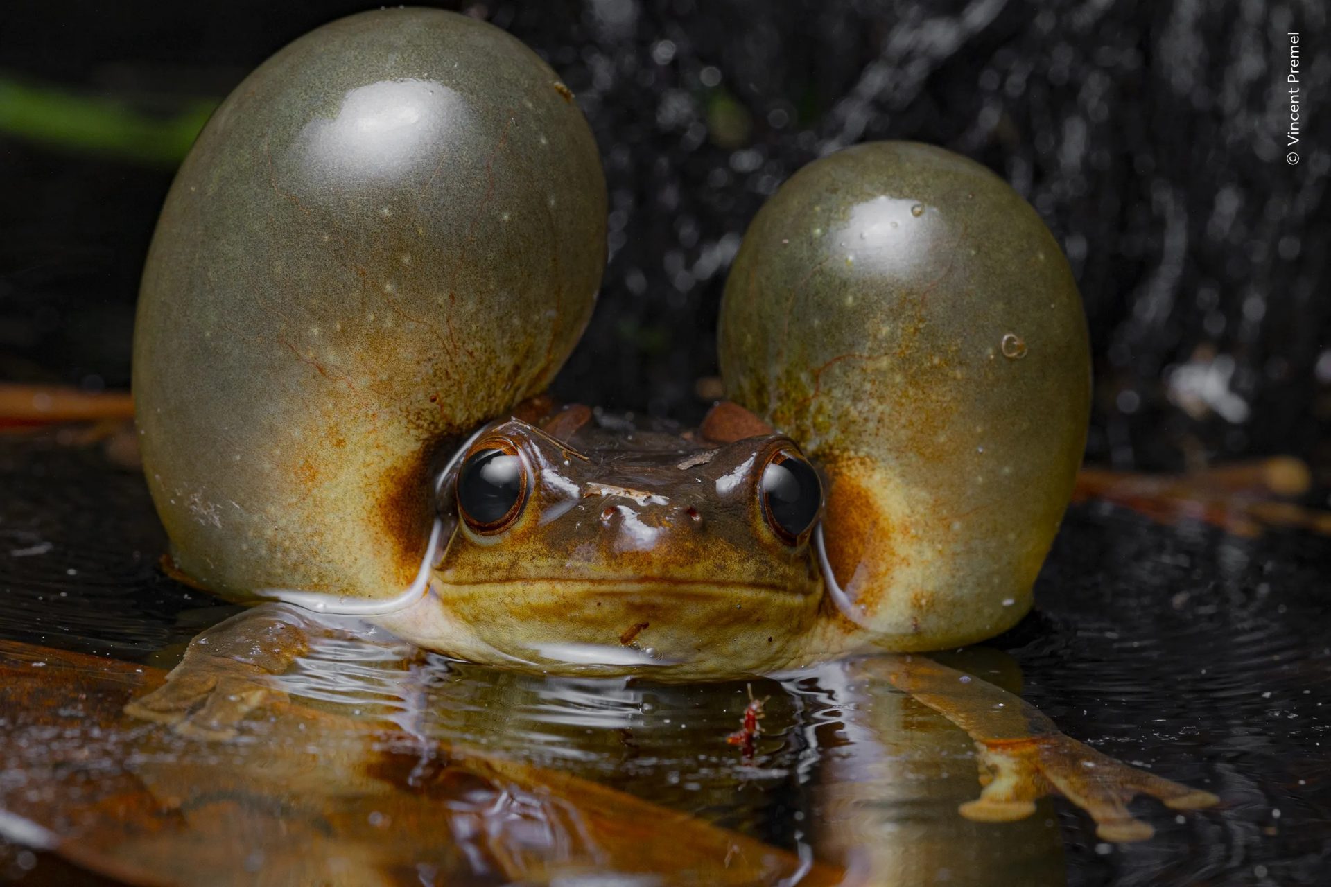 Wildlife Photographer of the Year People’s Choice Award