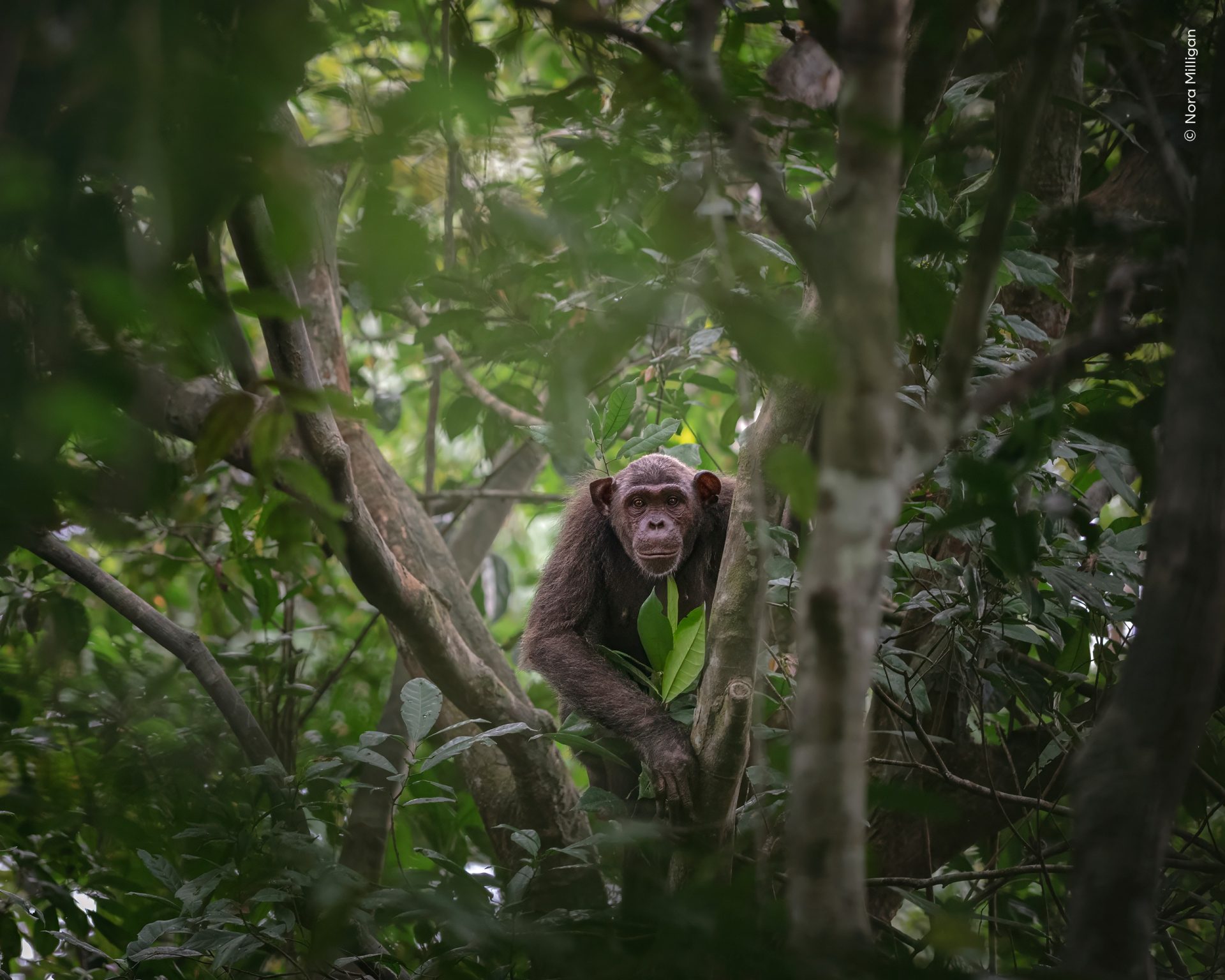 Wildlife Photographer of the Year People’s Choice Award