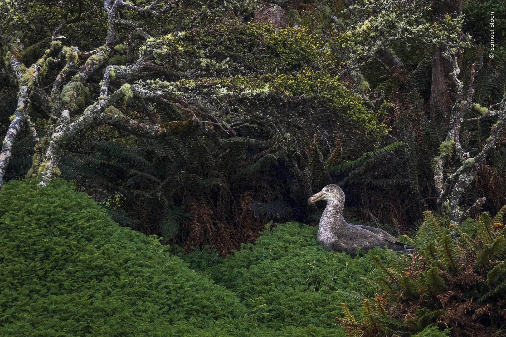 Wildlife Photographer of the Year People’s Choice Award