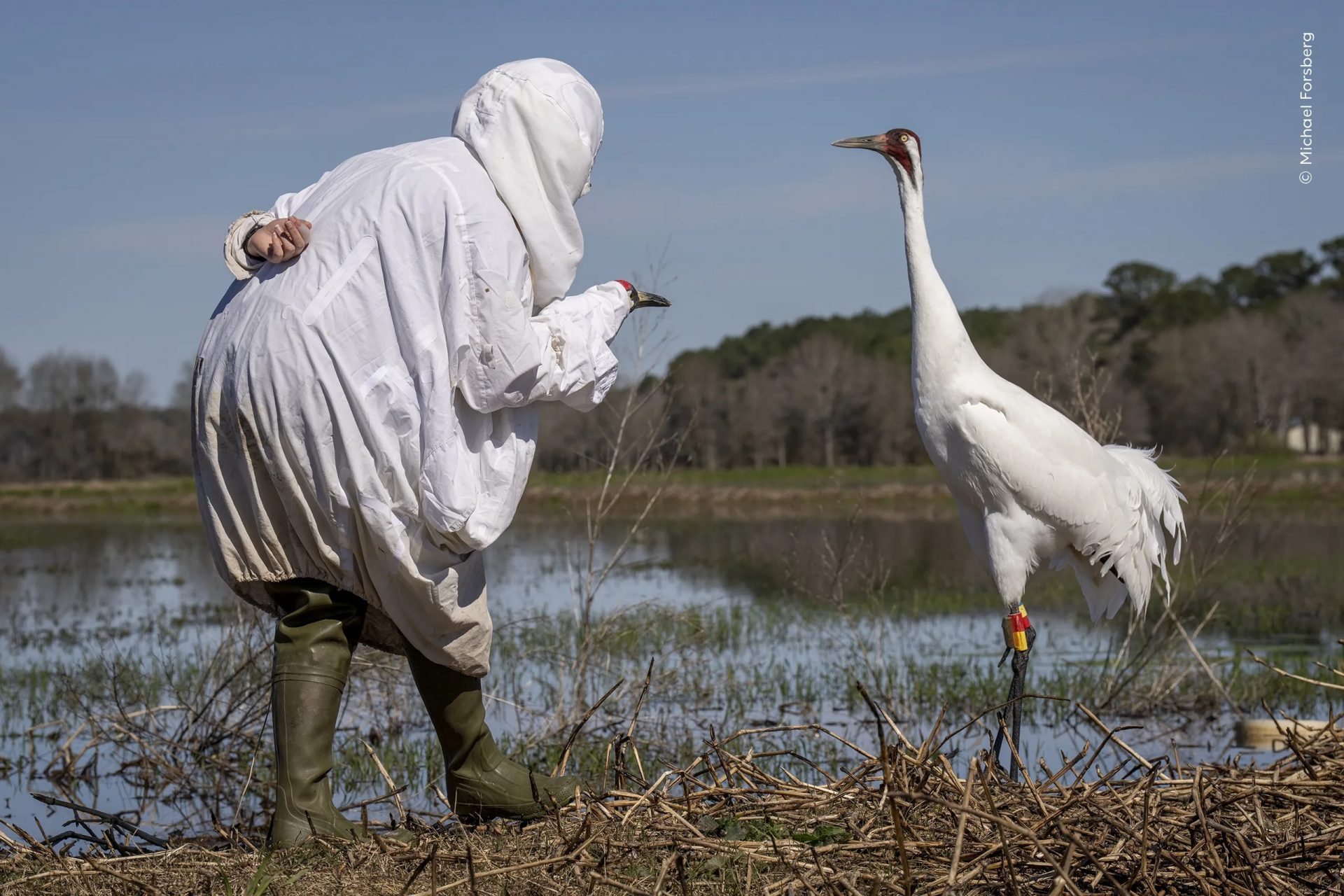 Wildlife Photographer of the Year People’s Choice Award