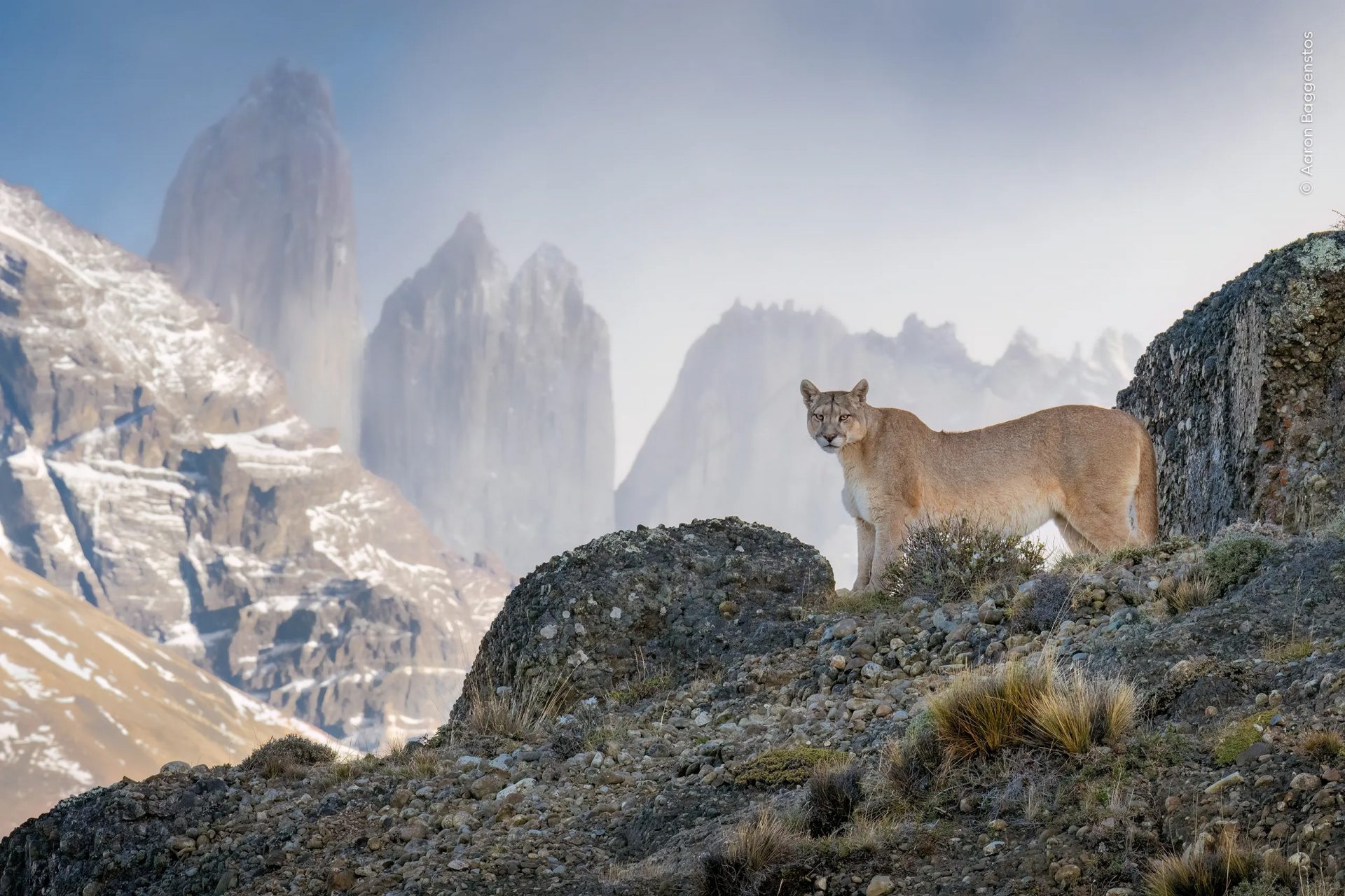 Wildlife Photographer of the Year People’s Choice Award