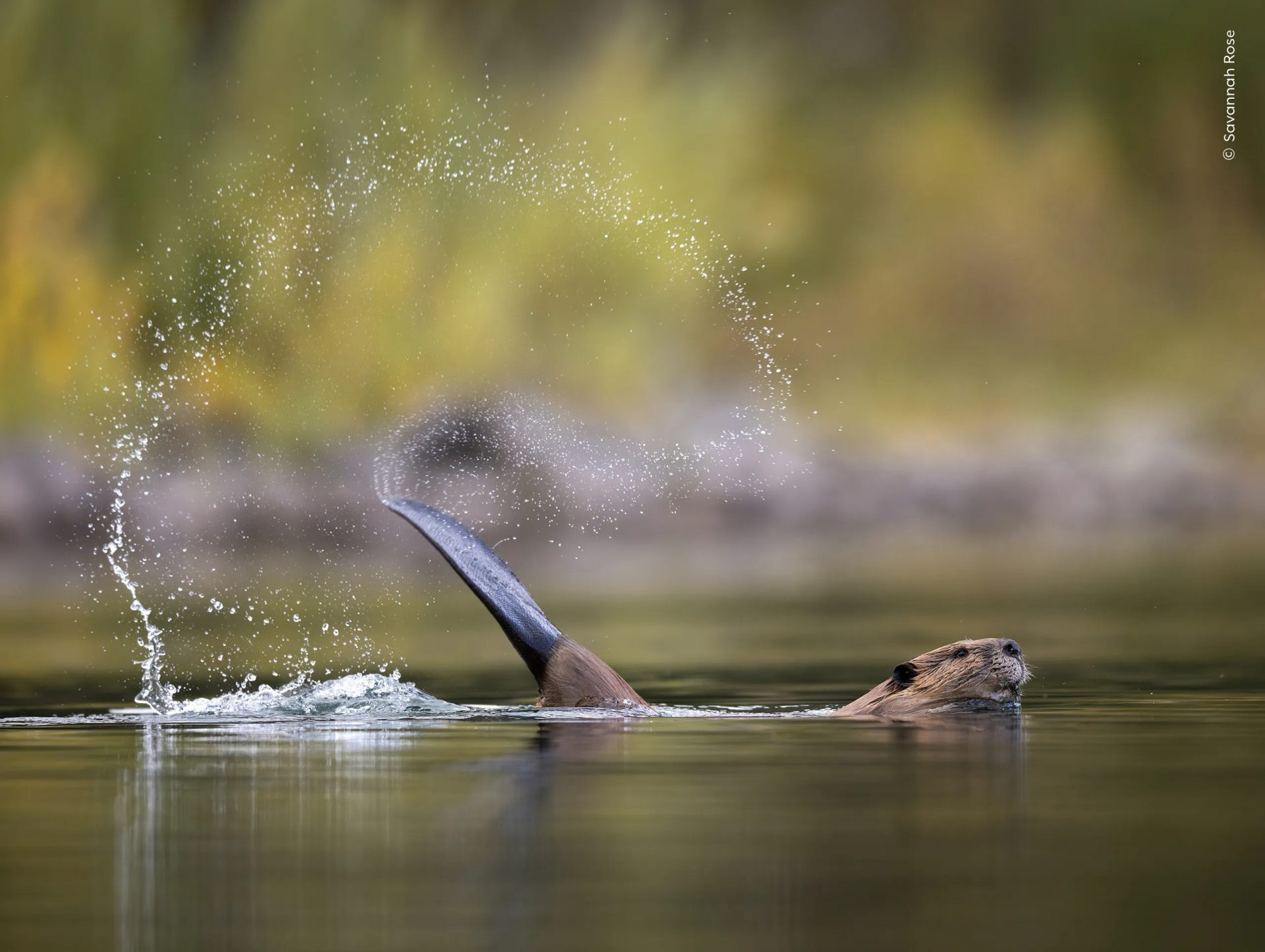 Wildlife Photographer of the Year People’s Choice Award