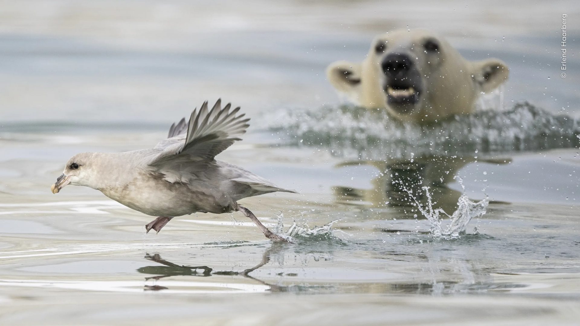 Wildlife Photographer of the Year People’s Choice Award