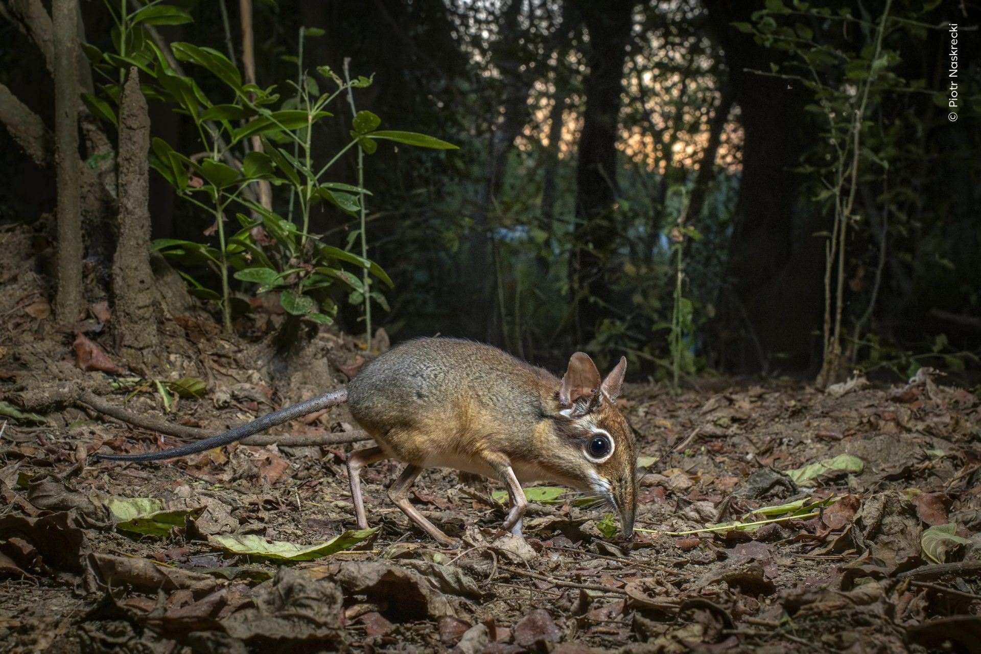 Wildlife Photographer of the Year People’s Choice Award