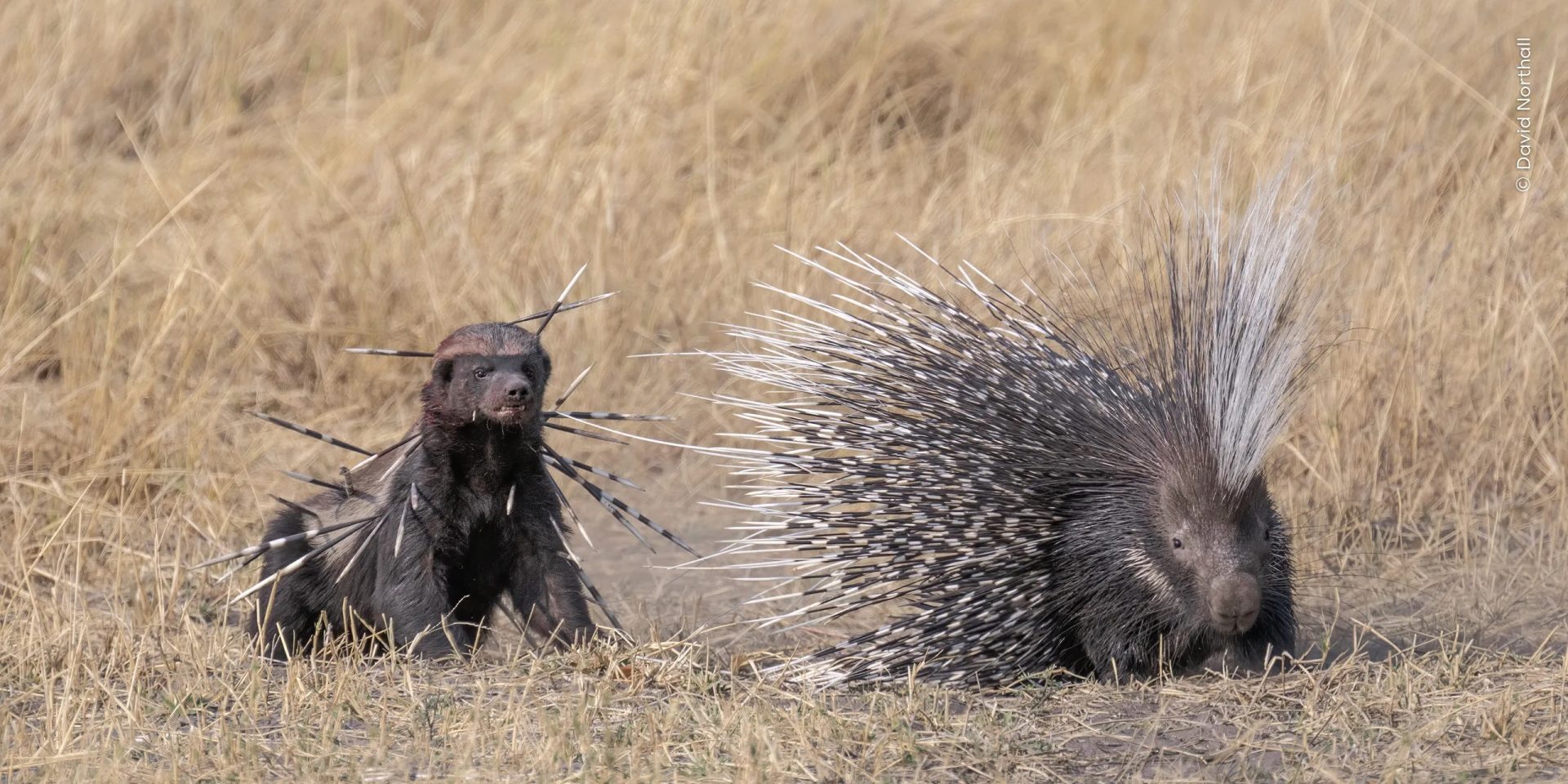 Wildlife Photographer of the Year People’s Choice Award