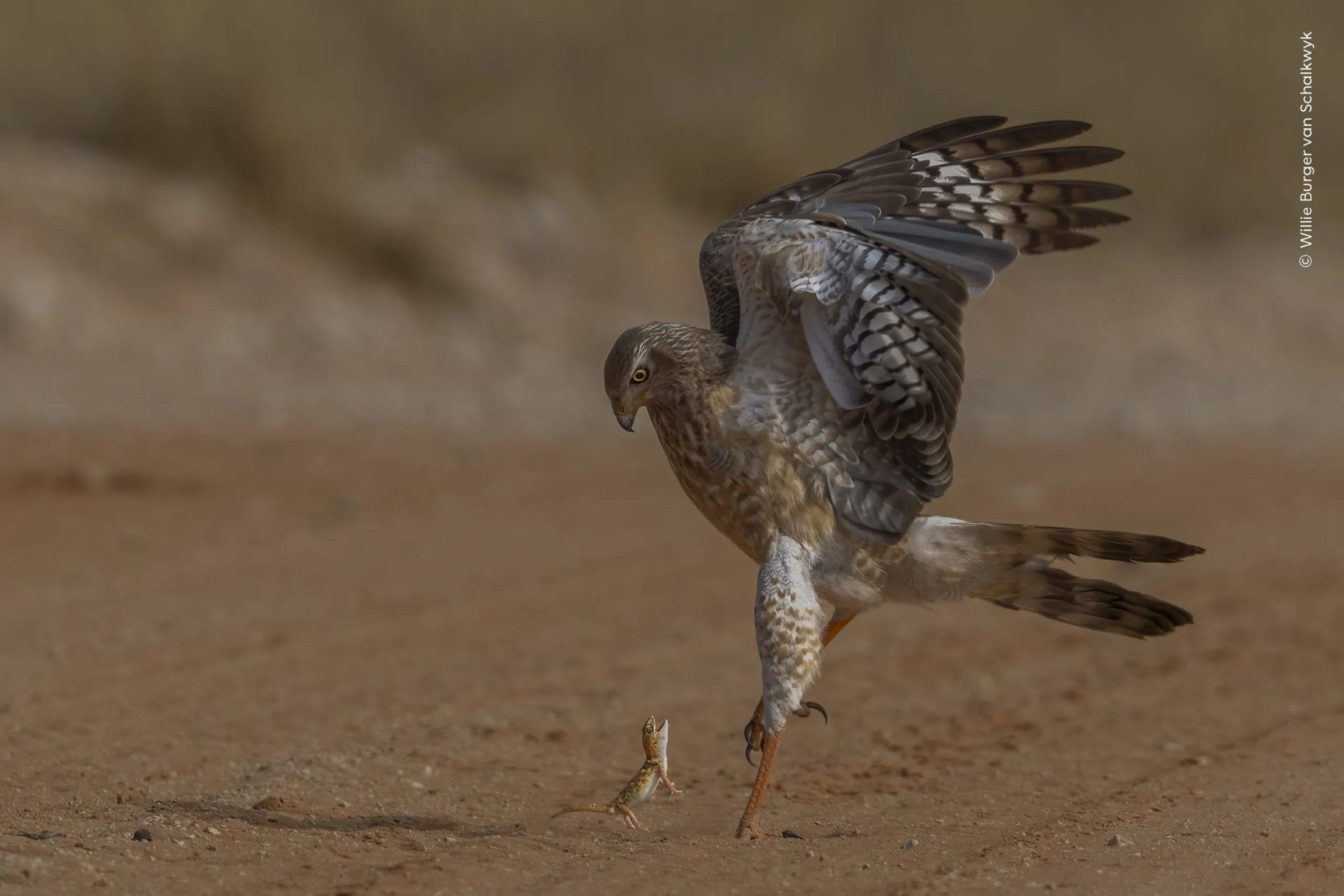 Wildlife Photographer of the Year People’s Choice Award