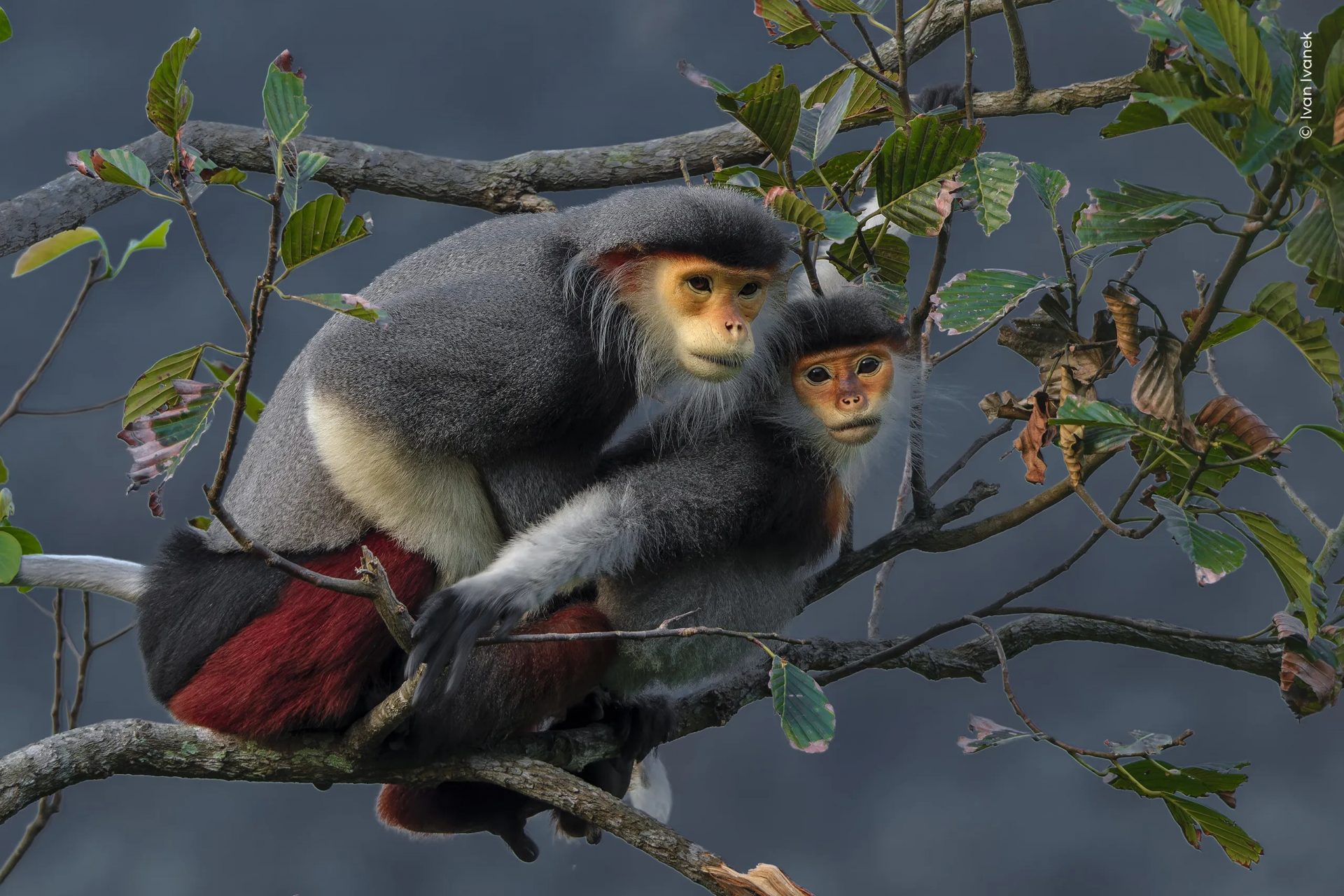 Wildlife Photographer of the Year People’s Choice Award