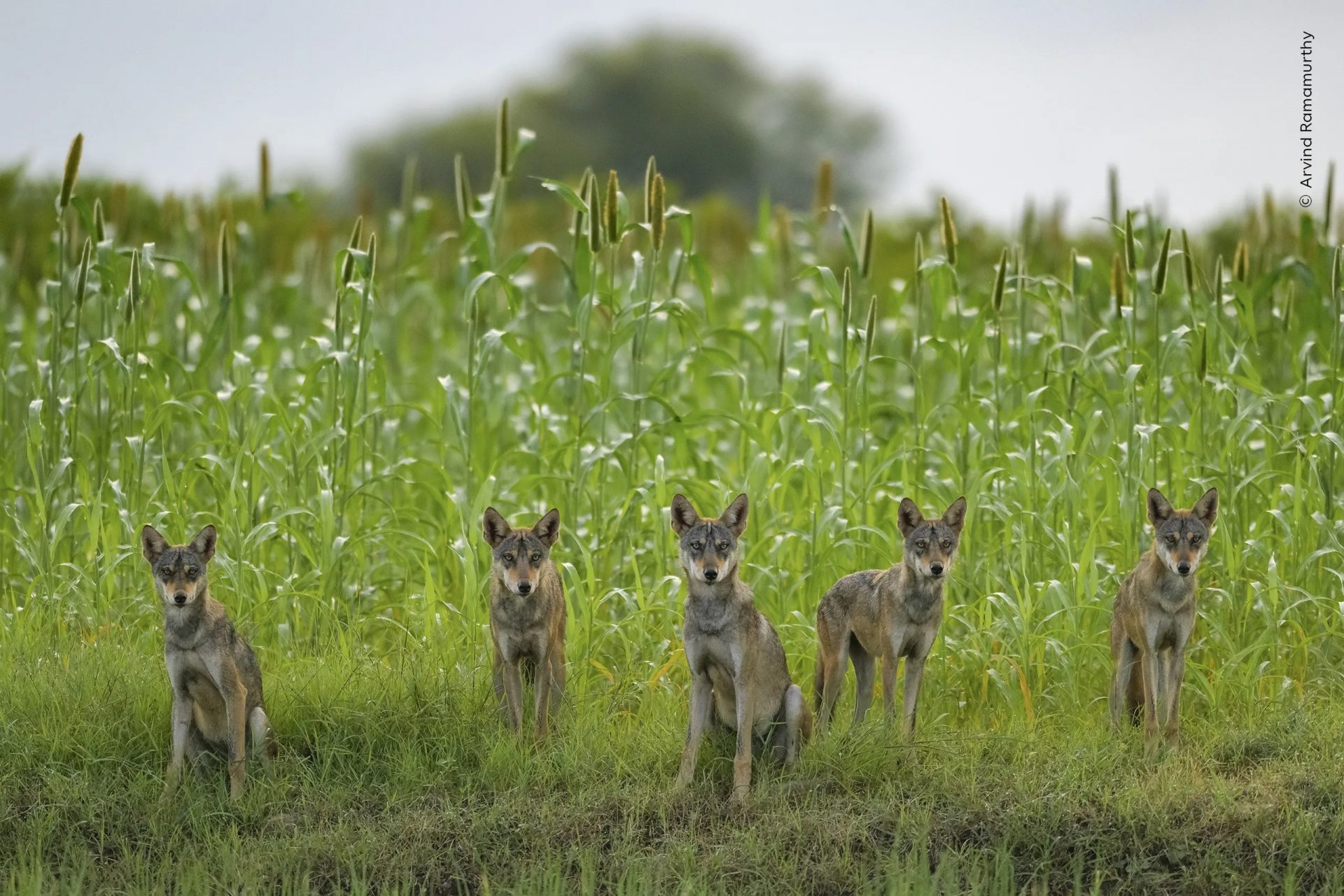 Wildlife Photographer of the Year People’s Choice Award