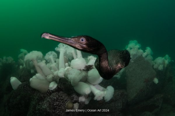 2024 Ocean Art Underwater Photo Contest