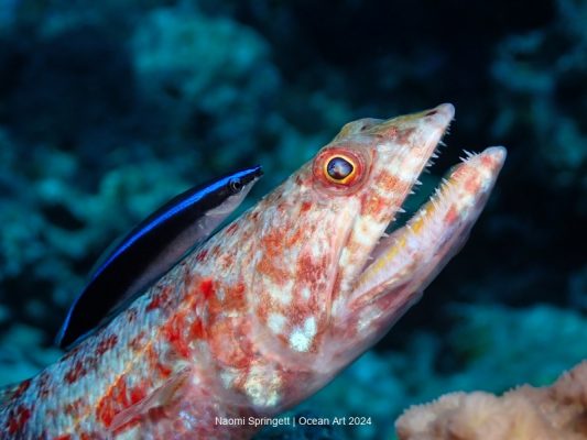 2024 Ocean Art Underwater Photo Contest