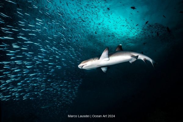 2024 Ocean Art Underwater Photo Contest