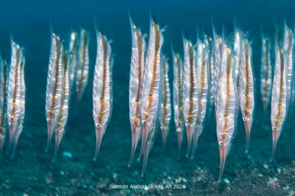 2024 Ocean Art Underwater Photo Contest