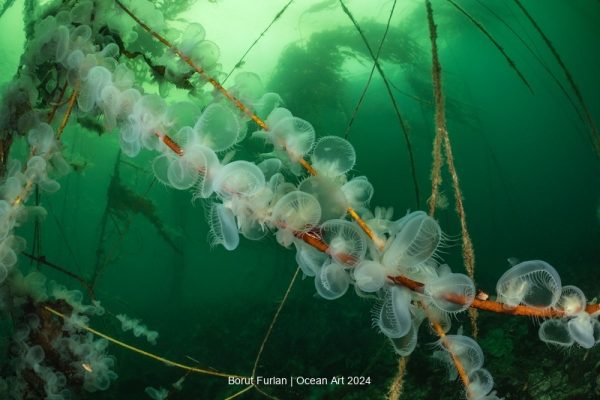 2024 Ocean Art Underwater Photo Contest