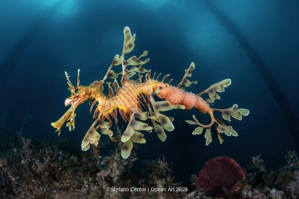 2024 Ocean Art Underwater Photo Contest