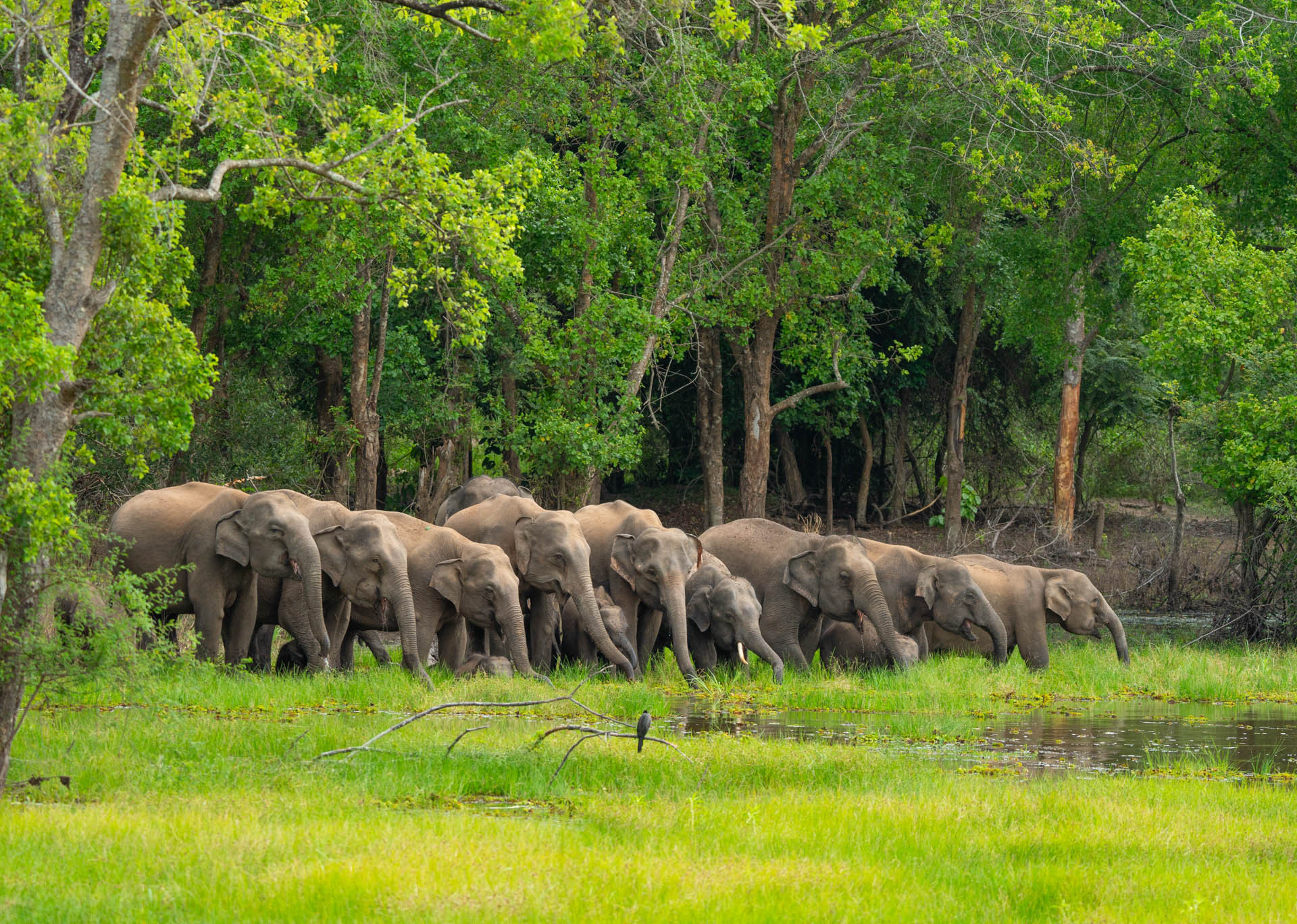 Nature inFocus Awards 2024