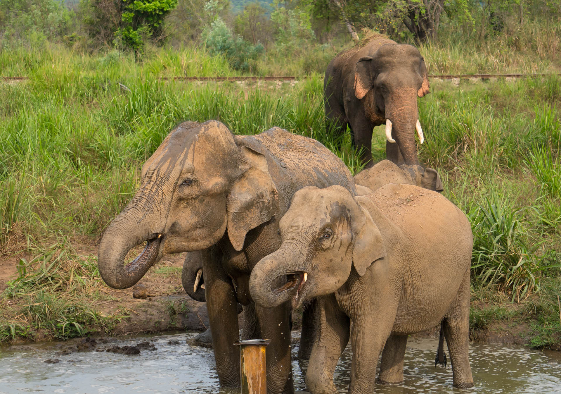 Nature inFocus Awards 2024