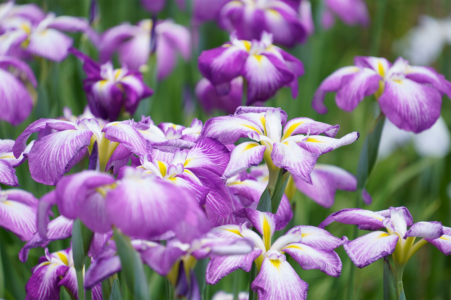 Tamron 18-300mm f3.5-6.3 Di III-A VC VXD