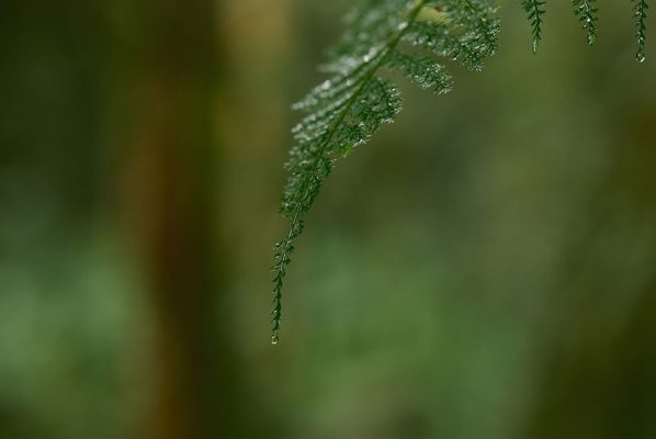 Review Fujifilm Fujinon XF 56mm f/1.2 R WR