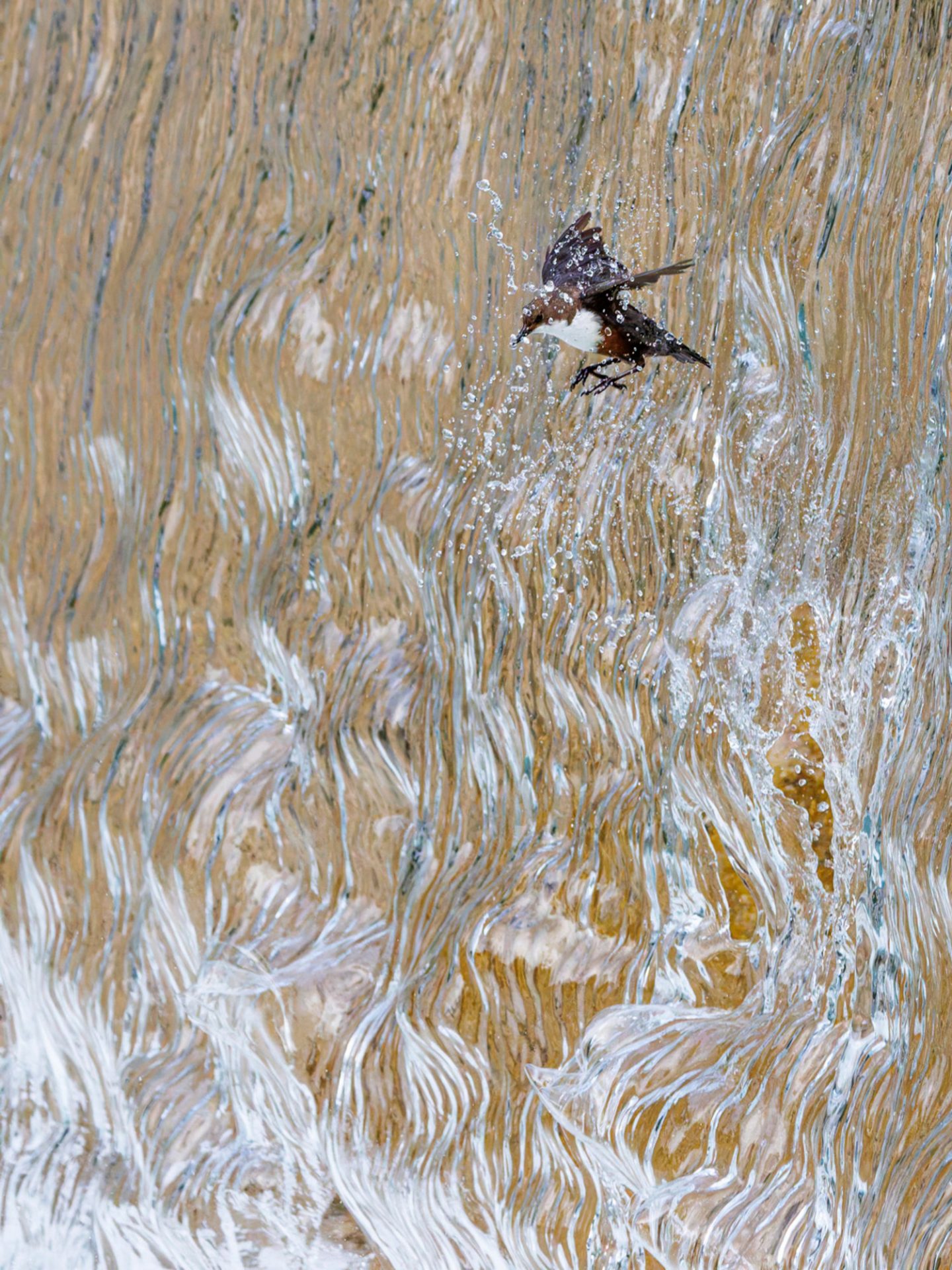 gdt nature photographer of the year 2025