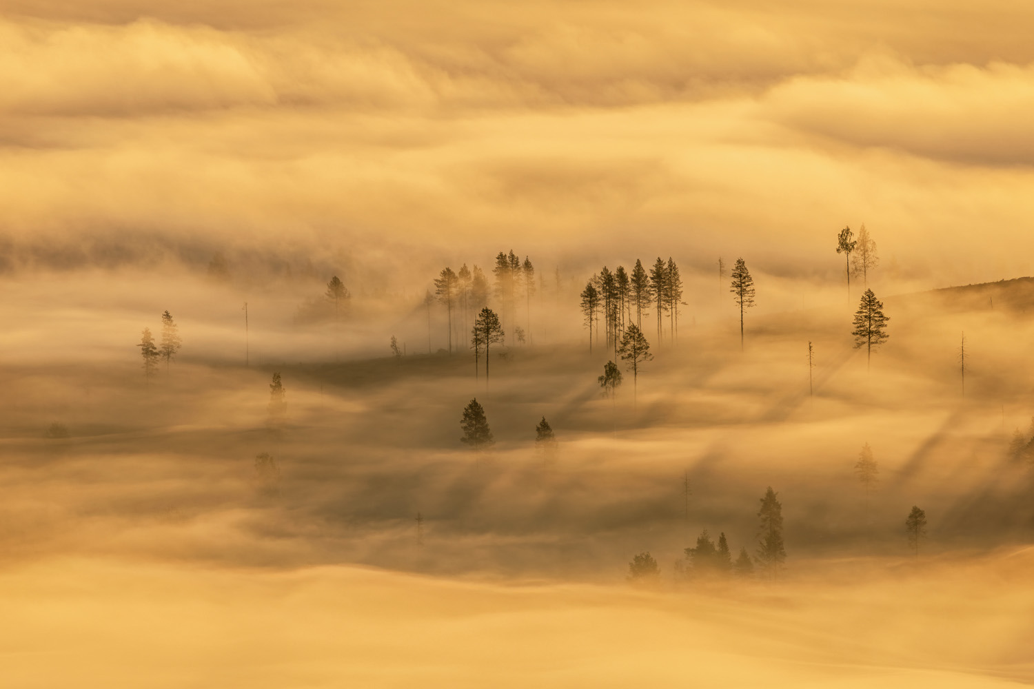 gdt nature photographer of the year 2025