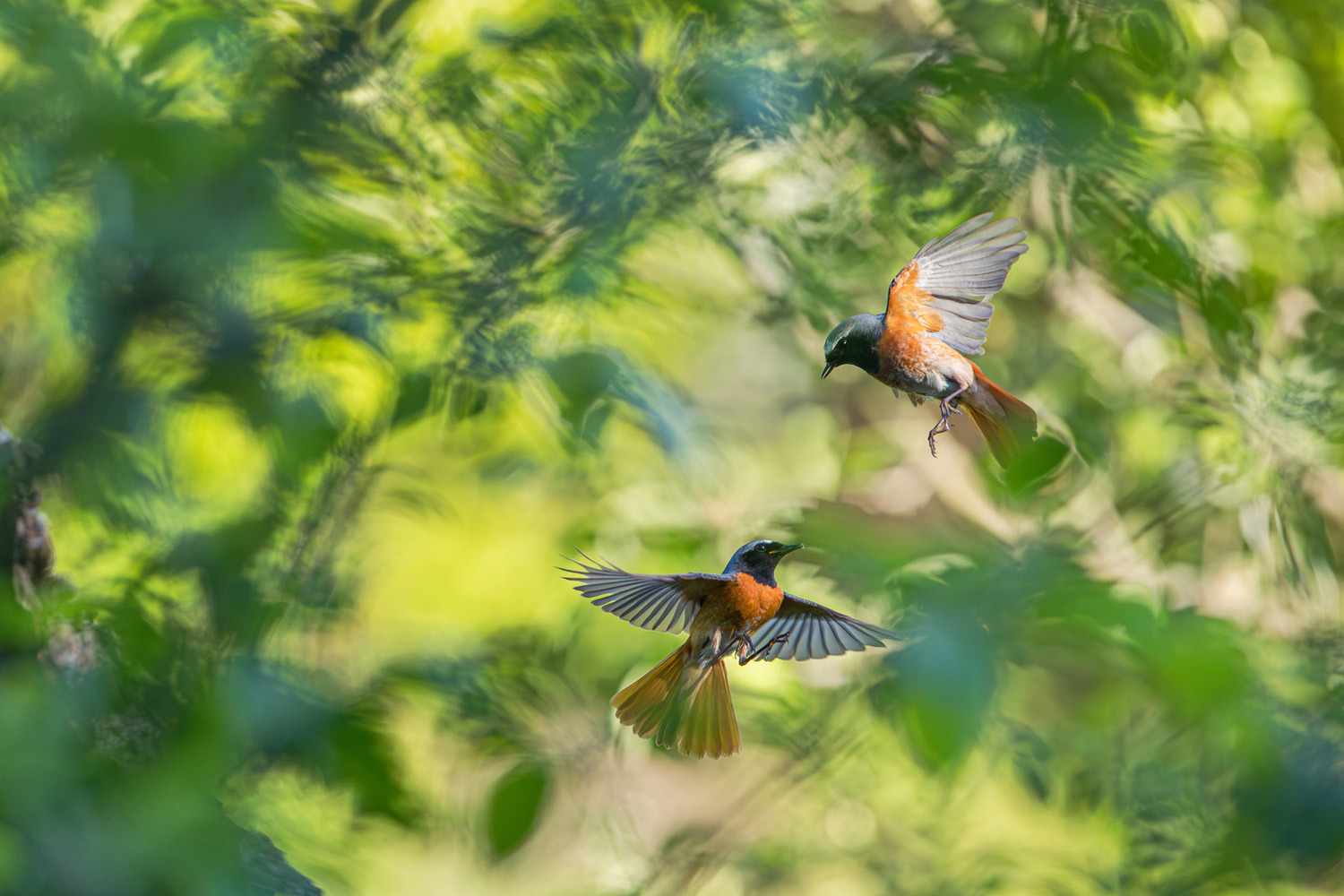 gdt nature photographer of the year 2025