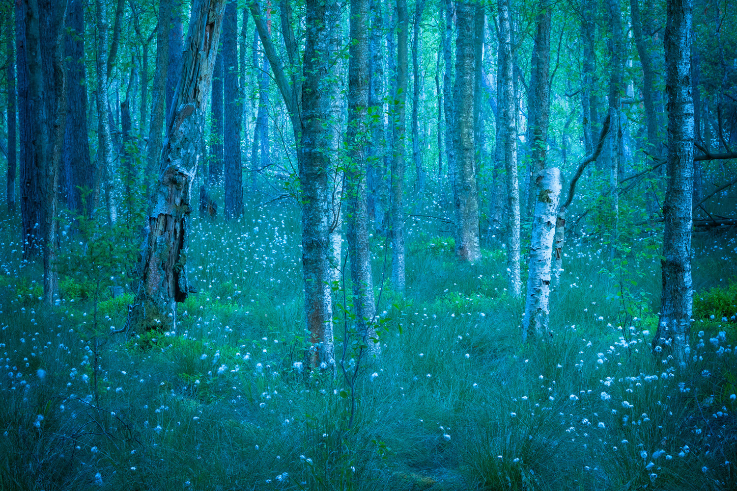 gdt nature photographer of the year 2025