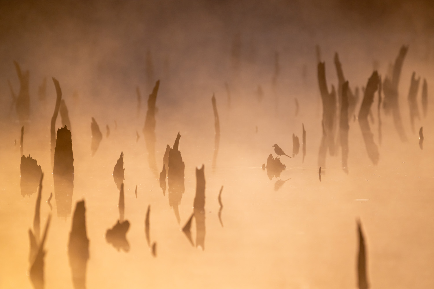 gdt nature photographer of the year 2025