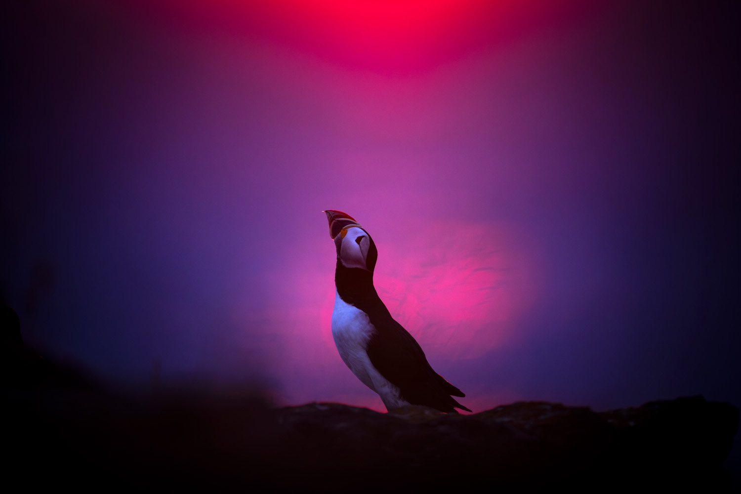 gdt nature photographer of the year 2025