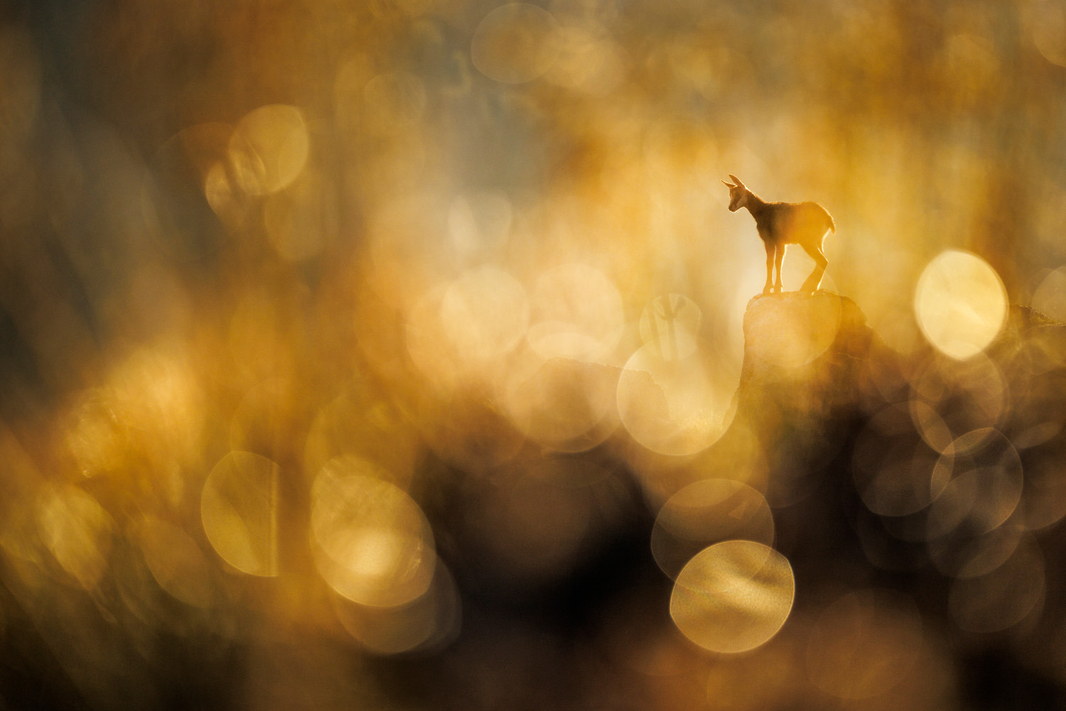 gdt nature photographer of the year 2025